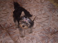 Amira