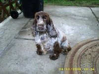 Missy az 5 ves "kislny"