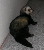 cukorfalatom