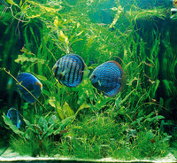 Symphysodon sp.