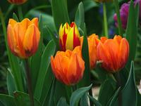 Tulipnos