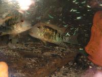 Geophagus seindachneri