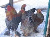 brahma