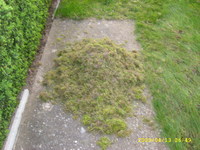 Ez pedig a kinyert moha.  