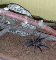 A. Pallidum