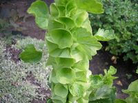 Molucelle laevis