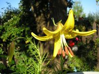 Lilium pyrenaicum