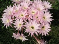 Echinopsis