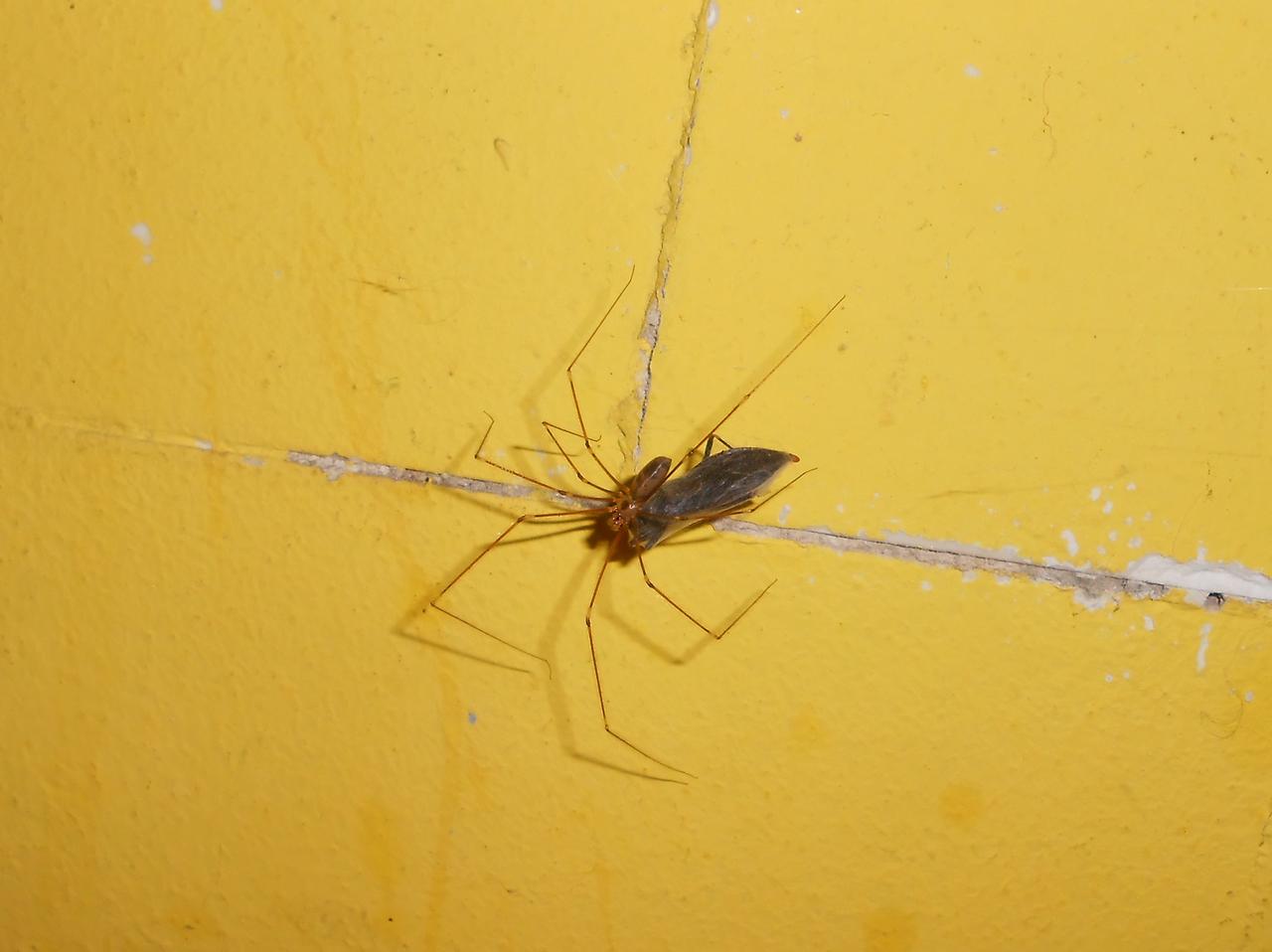 Hogyan lehet megszabadulni a pók vénáktól és a visszérektől