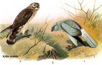 k�kes r�ti h�ja