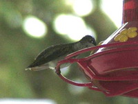 ZsuR kolibrije