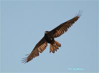 Isabekow: barna r�tih�ja