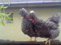 bbos tyk 2