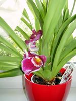 n orchidem(volt)