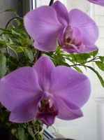 tesm orchideja