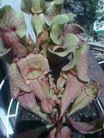 Sarracenia Purpurea