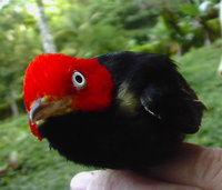 Jane Carlson: pirossapks pipra