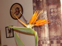 strelitzia