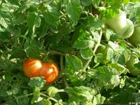 marmande