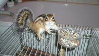 Szotyi