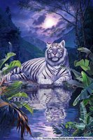 tigris