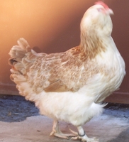 kövér csibék társkereső oldal